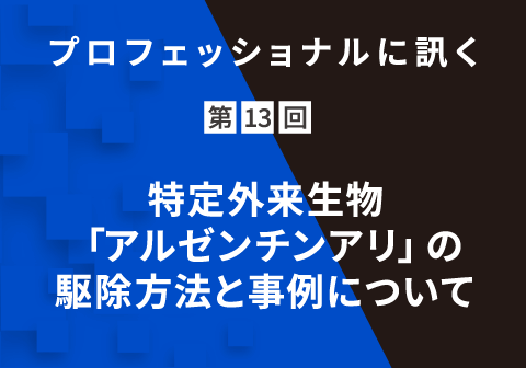 プロフェッショナルに訊く 第13回 特定外来⽣物「アルゼンチンアリ」の駆除⽅法と事例について